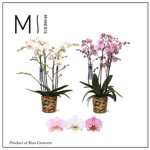 Phalaenopsis Marvellous Mix 50+ – 17cm in Jess Blue Berry | Mimesis