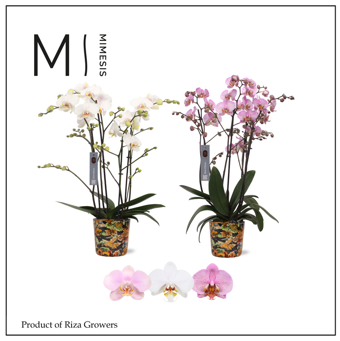 <h4>Phalaenopsis Marvellous Mix 50+ – 17cm in Jess Blue Berry | Mimesis</h4>