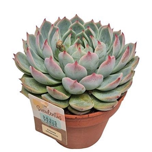 Echeveria Chihuahuaensis - 1154
