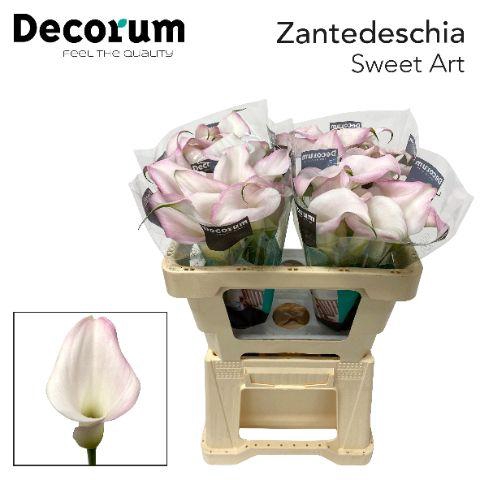 <h4>ZANT SWEET ART</h4>