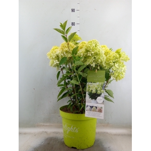 Hydrangea pan.