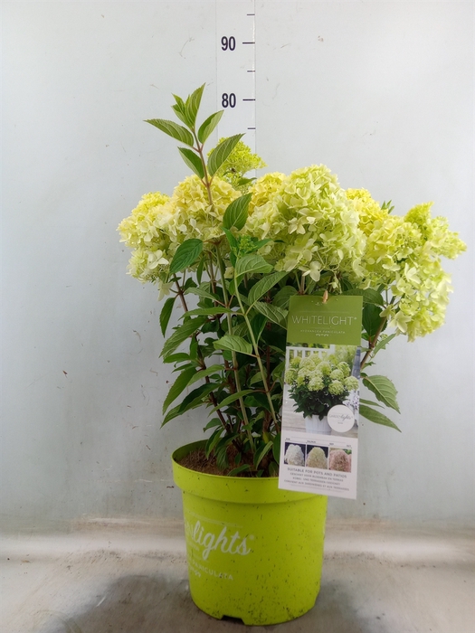 <h4>Hydrangea pan.</h4>