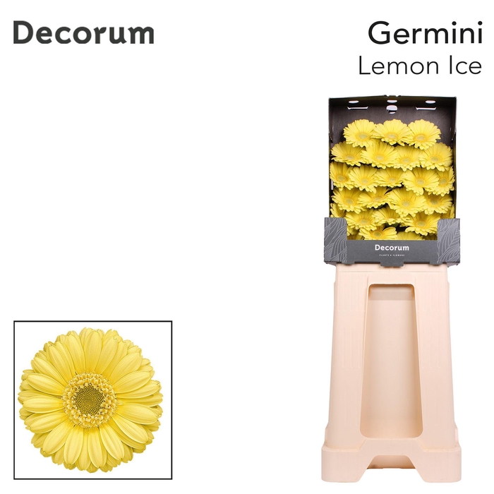 <h4>Germini Lemon Ice Diamond</h4>