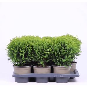 Thuja Danica