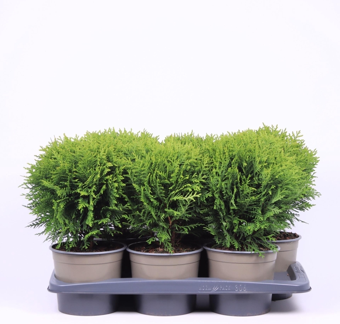 <h4>Thuja Danica</h4>