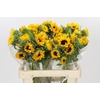 Helianthus Orange Fire