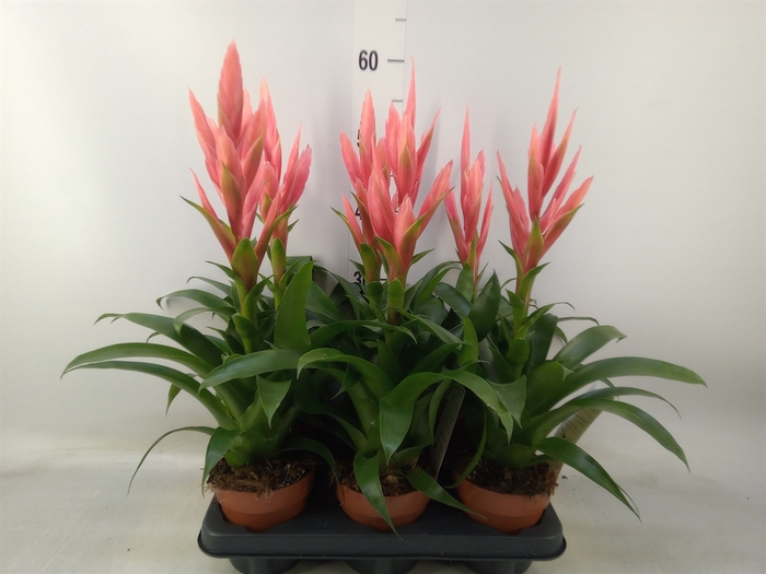 <h4>Tillandsia  'Ziva'</h4>
