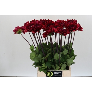 Dahlia Red Runner
