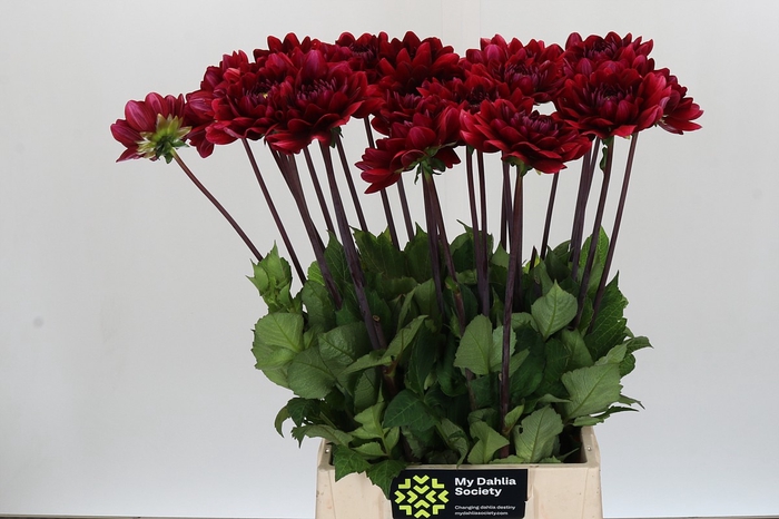 <h4>Dahlia Red Runner</h4>