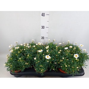 Argyranthemum  'La Rita White'