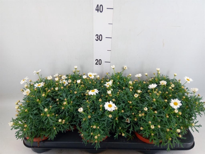 <h4>Argyranthemum  'La Rita White'</h4>