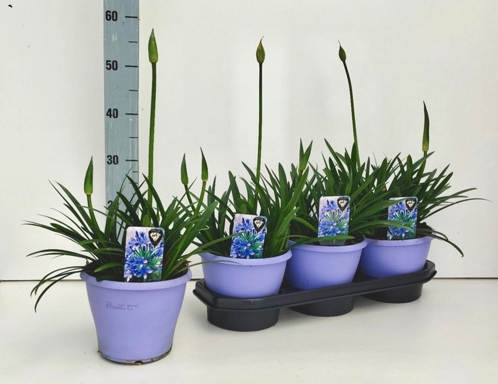 <h4>AGAPA CRYSTAL LINE</h4>