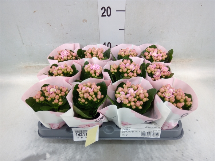 <h4>Kalanchoe blos.   ..</h4>