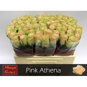 R Gr Pink Athena