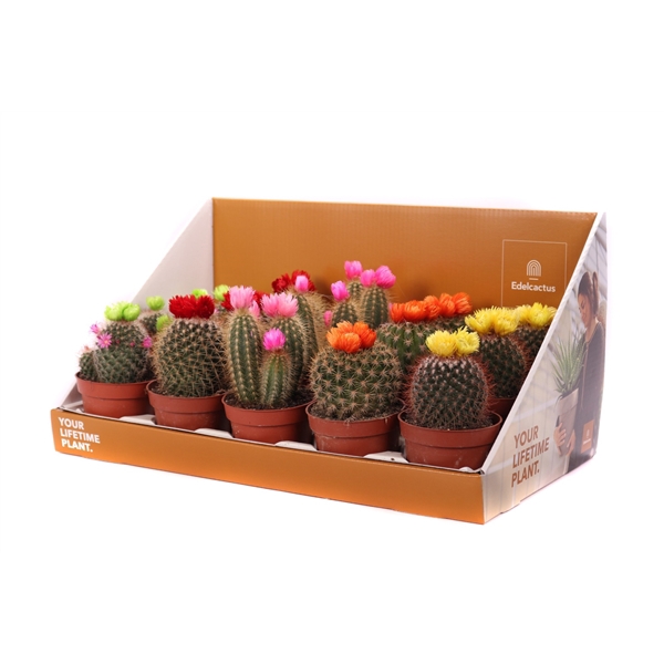 Cactus disco 10,5 cm in showdoos your lifetime plant