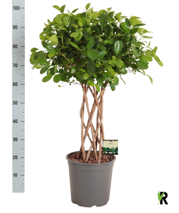 <h4>FIC MI MOCLAME</h4>