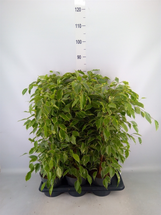 <h4>Ficus benja. 'Golden King'</h4>