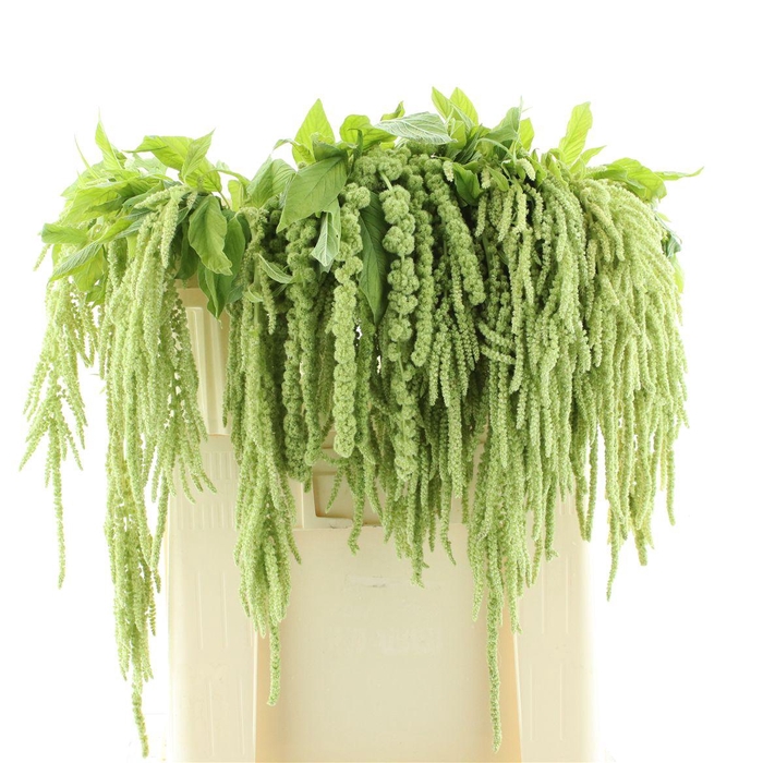 <h4>Amaranthus Hang Groen</h4>