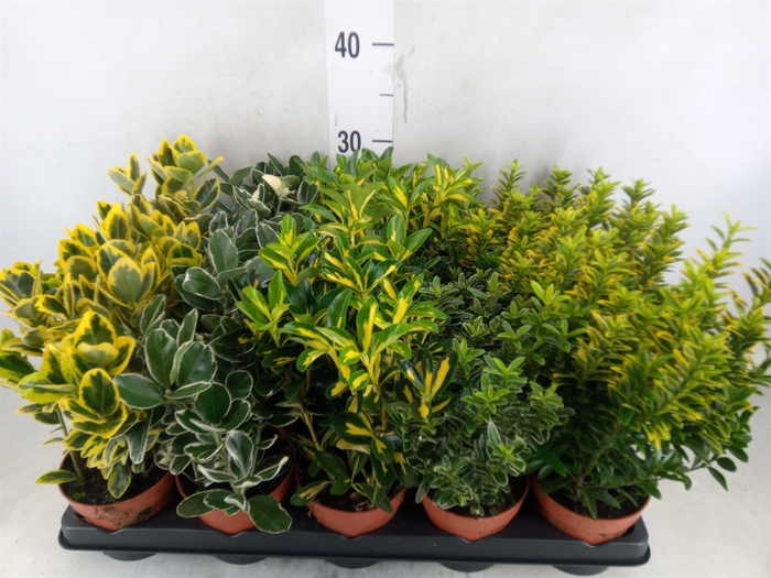 <h4>Euonymus japon.   ...mix</h4>