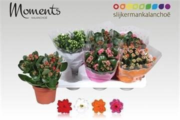 <h4>KAL GE GEM 4 KL</h4>