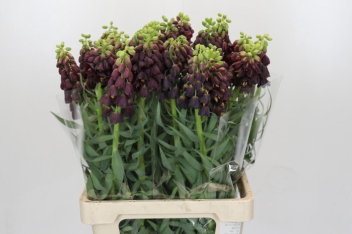 <h4>Fritillaria Persica</h4>