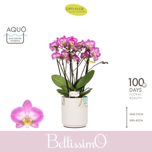 Bellissimo Caro in Molise White Aquo
