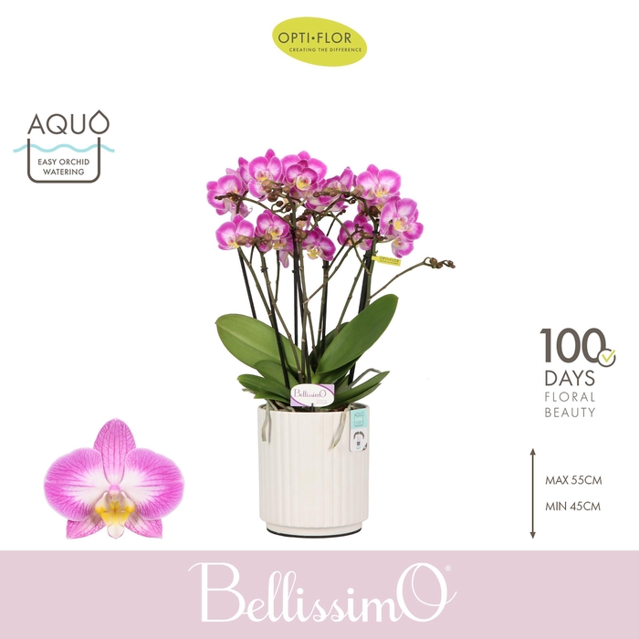 <h4>Bellissimo Caro in Molise White Aquo</h4>