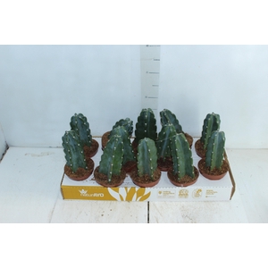 CACTUS MANDACARU P11 SEM ESPINHOS