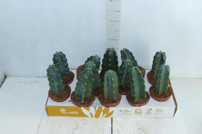 <h4>CACTUS MANDACARU P11 SEM ESPINHOS</h4>