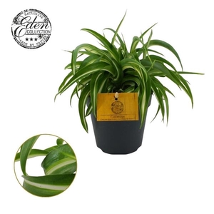 Chlorophytum comosum 'Bonnie'