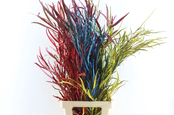 <h4>Grevillea Mix</h4>