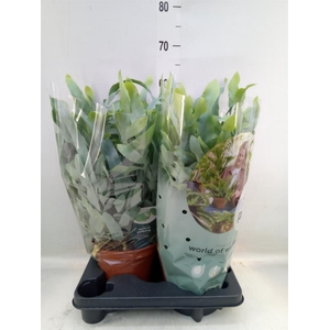 Phlebodium aureum 'Blue Star'