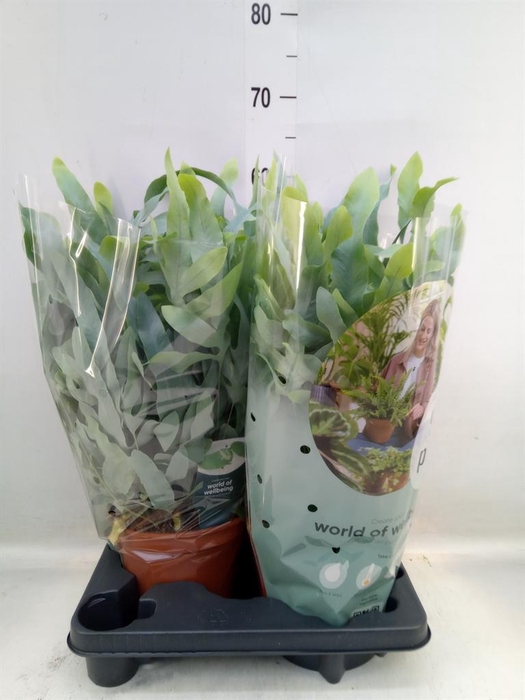 <h4>Phlebodium aureum 'Blue Star'</h4>