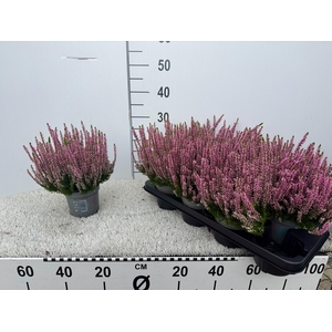 Callu Bl Laura