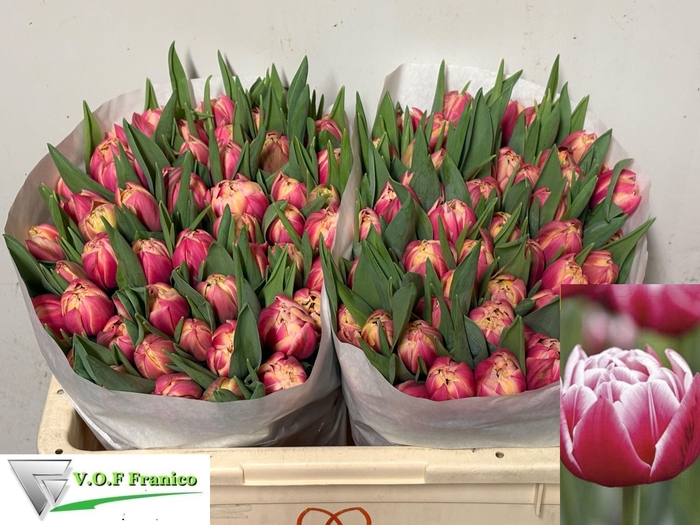 <h4>TU DU COLUMBUS</h4>