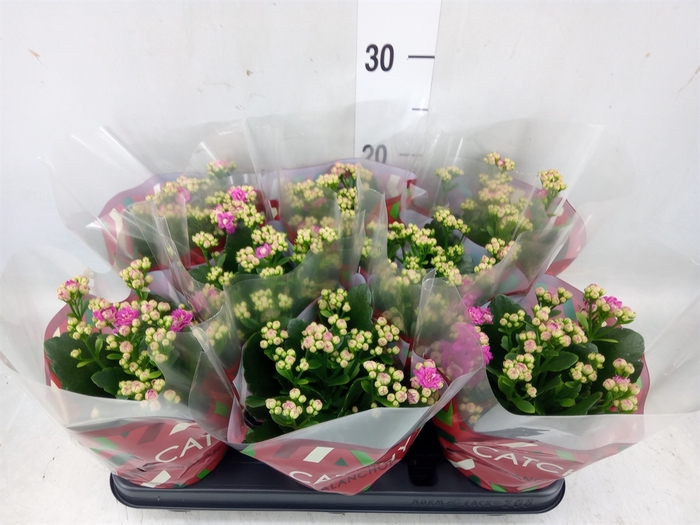 <h4>Kalanchoe blos. 'RosDon Geraldo'</h4>