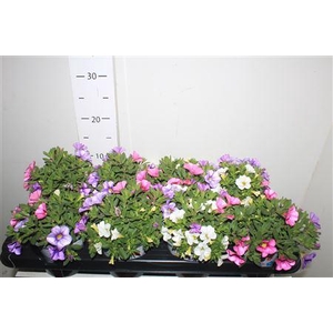 ** Calib Ca Mm Pi Parad * Spring Deal *