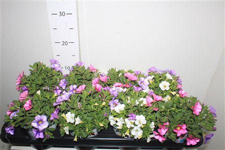<h4>** Calib Ca Mm Pi Parad * Spring Deal *</h4>