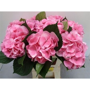Hydr M Royal Love
