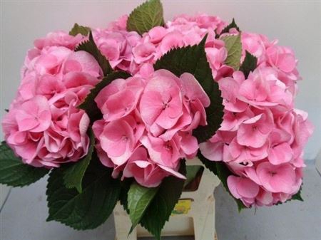 <h4>Hydr M Royal Love</h4>