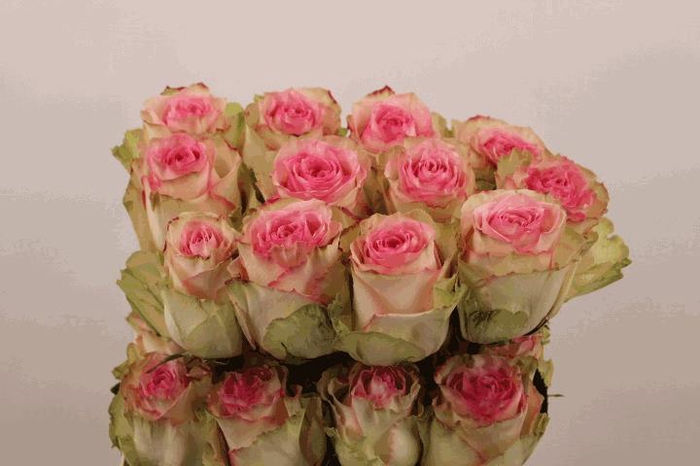 <h4>R Gr Esperance</h4>