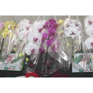 PHALAENOPSIS CASCATA P15 MIN 11 FLS