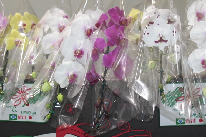 <h4>PHALAENOPSIS CASCATA P15 MIN 11 FLS</h4>