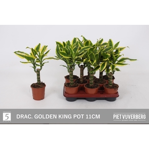 DRA FRAG GOLDEN KING
