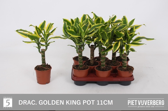 <h4>DRA FRAG GOLDEN KING</h4>