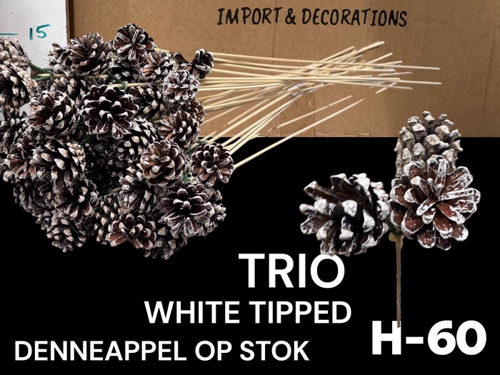 <h4>DENNENAPP OP STOK H%</h4>