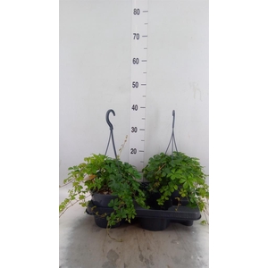Parthenocissus inserta