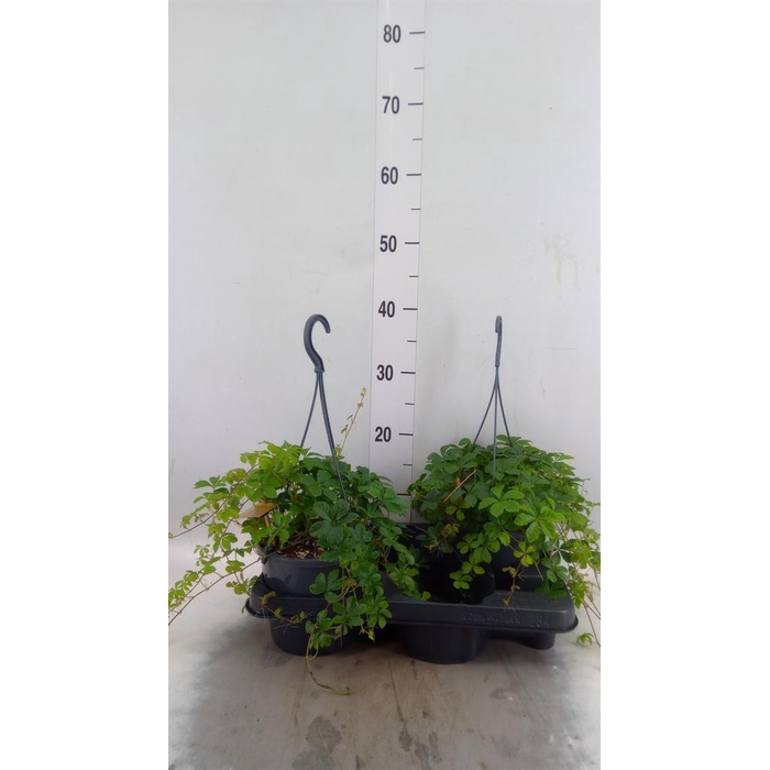 <h4>Parthenocissus inserta</h4>