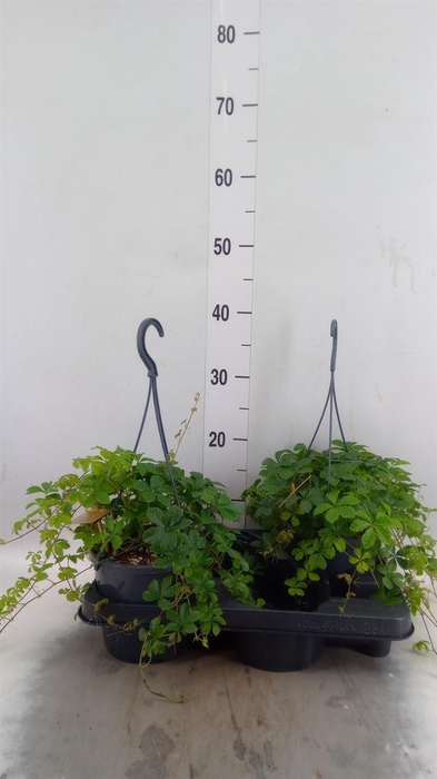 <h4>Parthenocissus inserta</h4>