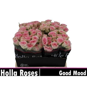 R Tr Good Mood